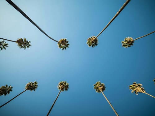 Designing Outdoor Spaces with Palm Trees
